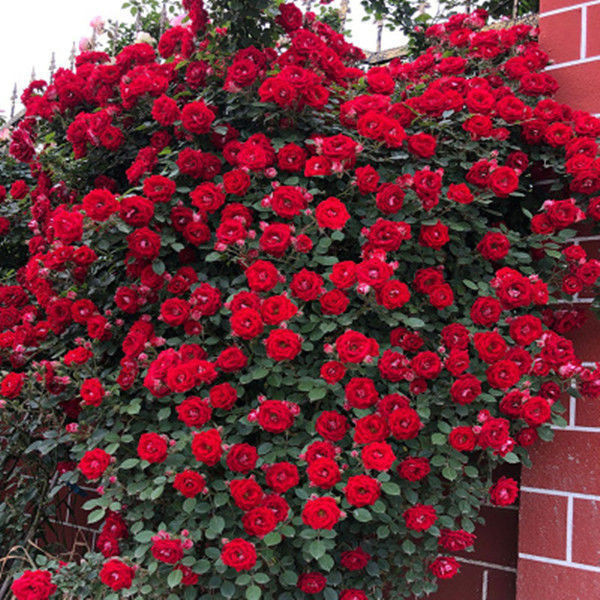 Rara 50 100 sementes/pacote Sementes de Rosa Trepadeira Cores Misturadas Sementes de Bonsai Flores Plantas