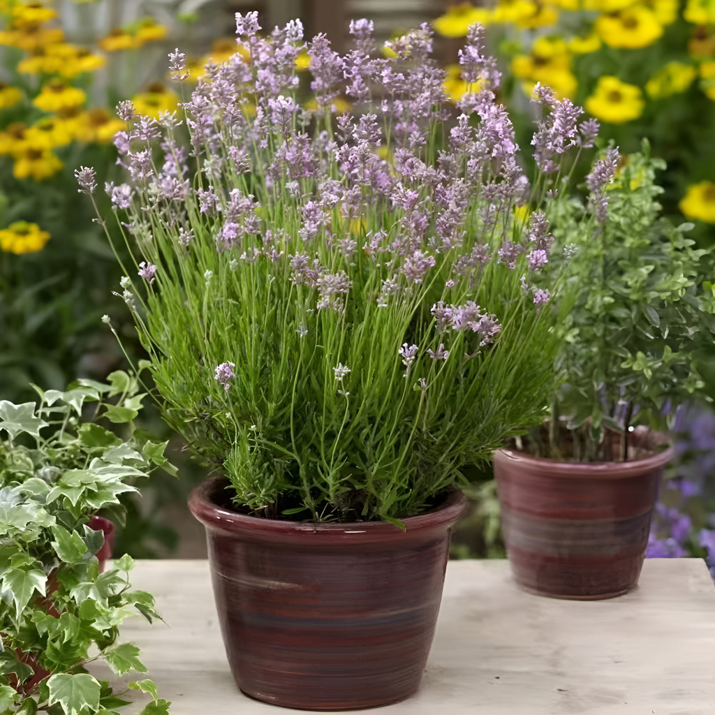 flores ornamentais 100 Sementes De Flores De Lavanda  Viver Se Ver A Terrayee Viver planta para vaso