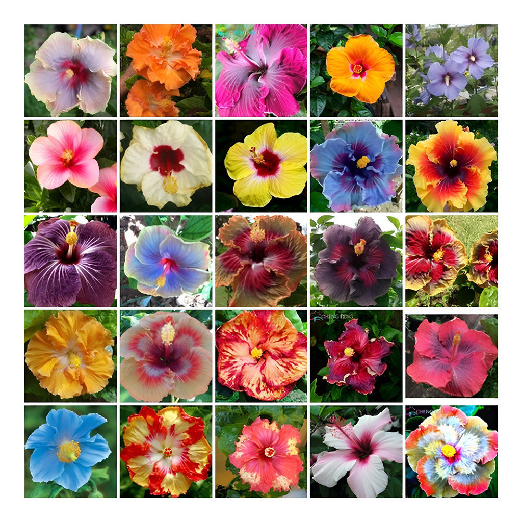 Rara Hibiscos Raros 50 Sementes