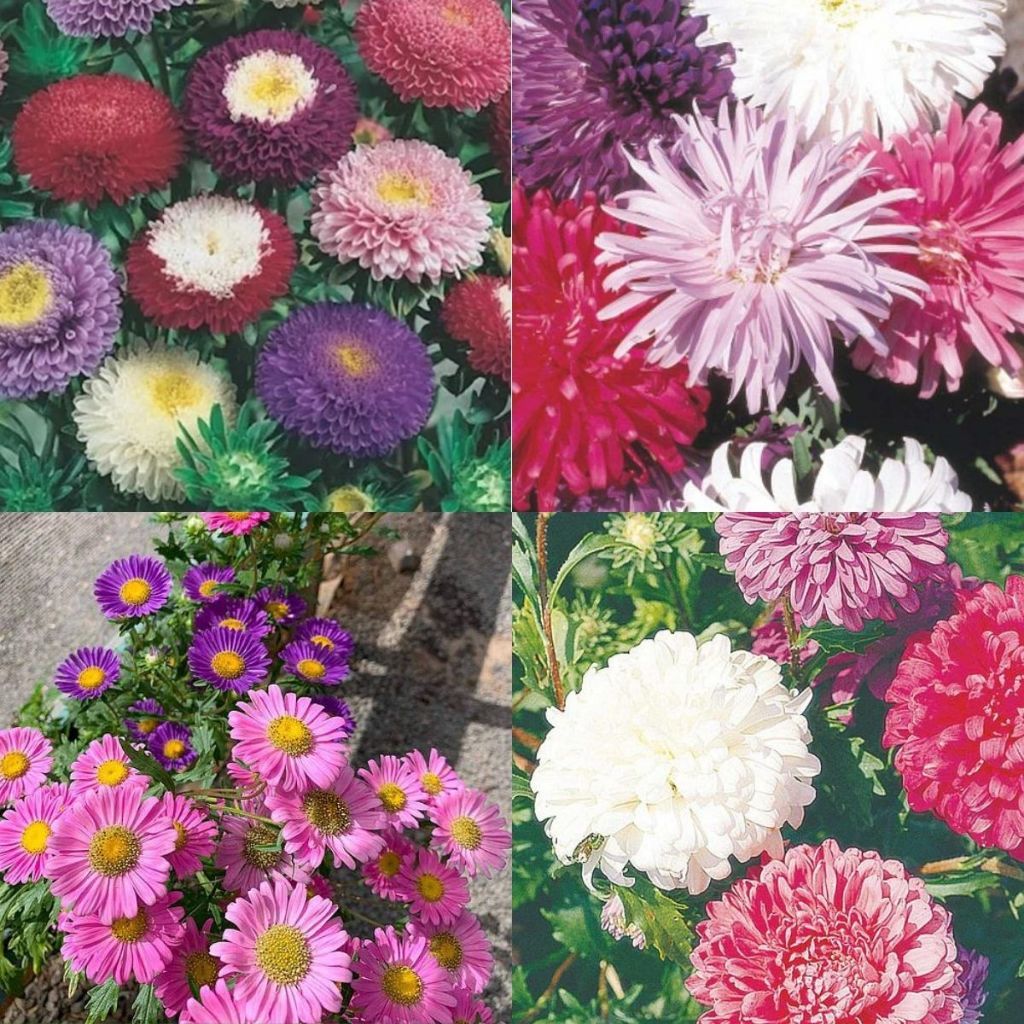 Jardim bonito Sementes de Aster Gigante Singela/Pluma de Avestruz/Rainha do Mercado/Pompom - Flores para Jardins e Vasos