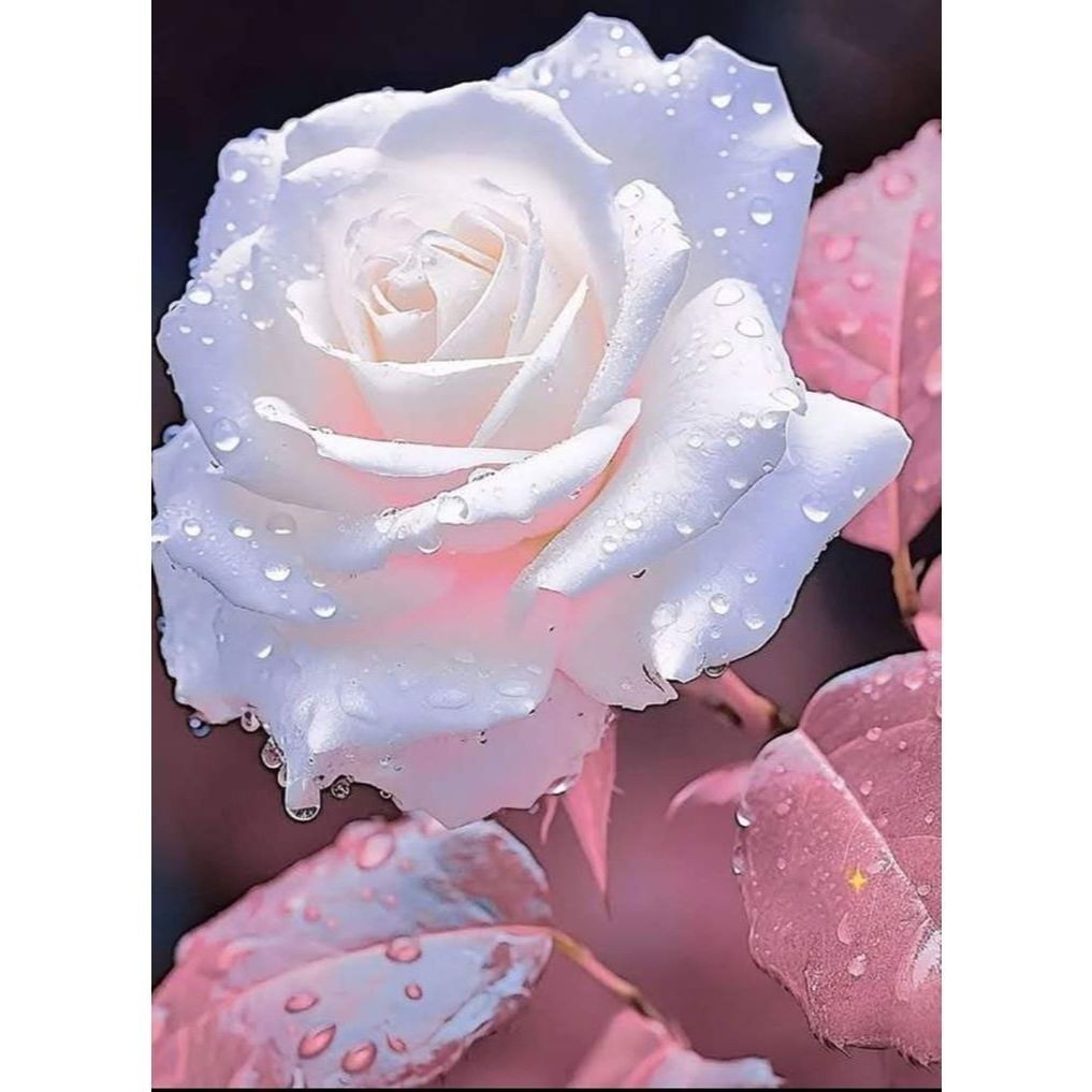 Para iniciantes Rara Fácil Cultivo Rosa albina Névoa de Marfim – 50 sementes com manual de cultivo I Envio Rápido Pronta