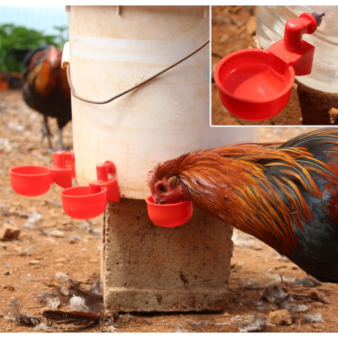 5-10-20 bebedouros automáticos Copo pequeno Bebedouro para galinhas Bebedouro para pássaros