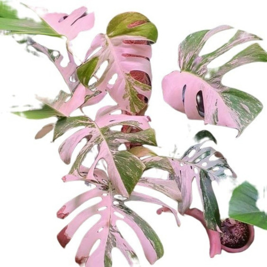 hobby relaxante 20 Sementes Costela De Adão Rosa Variegata Rara