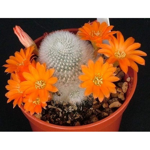 10 Sementes Cactos Rebutia Mix Cactus Flor P/ Mudas Cactus sementes organicas