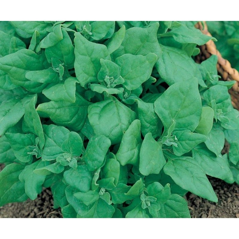 130 Sementes de Espinafre Nova Zelândia (Tetragonia) Hortaliça Folhas Verdes para Plantio em Horta Jardim