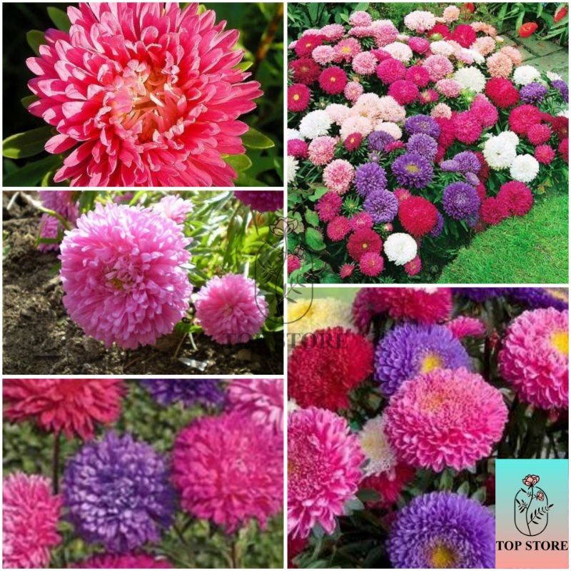 Rara Sementes de Aster Rainha do Mercado – Flores Grandes e Coloridas