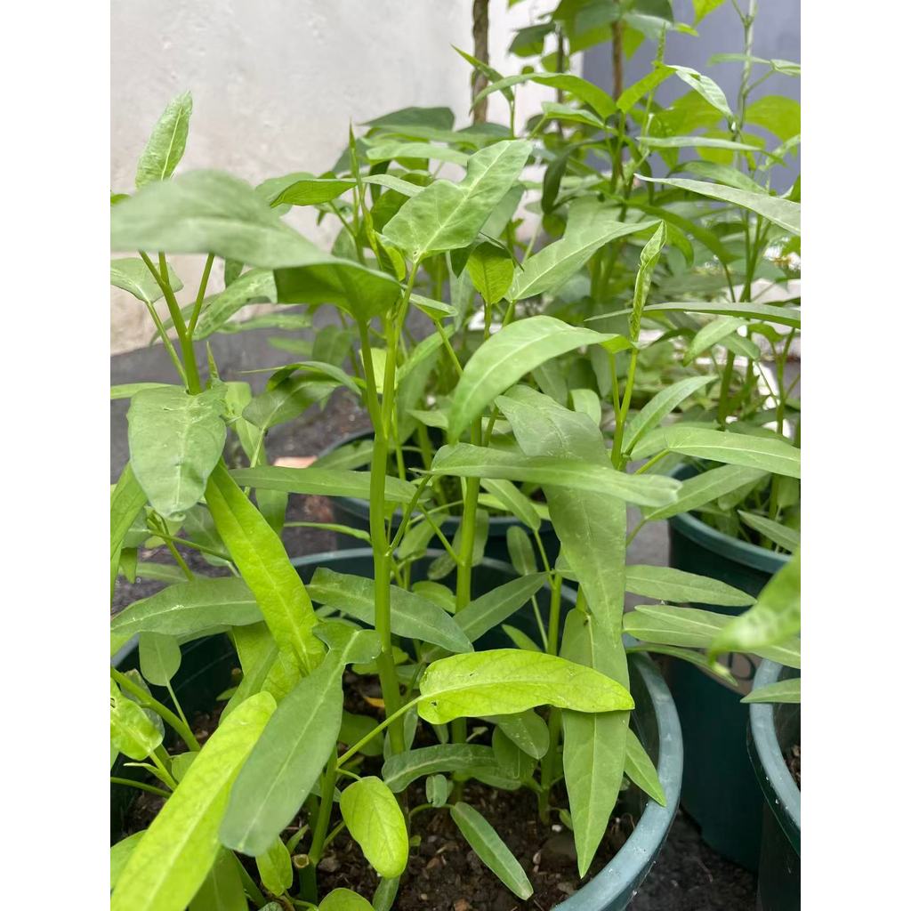 Espinafre d’Água para Vasos Cultivo Fácil em Apartamento