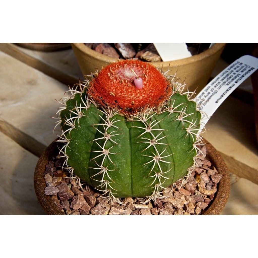 promocão 20 Sementes Cactos Coroa De Frade Melocactus Flor Sementes