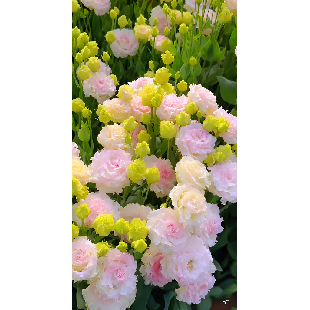 sementes de qualidade Sementes De Lisianthus Rosa Flor Rara Para Jardim rápido crescimento