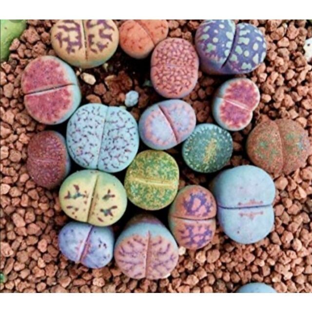 700 Sementes de Suculenta Gibbaeum comptonii | Planta Rara tipo Cacto | Para Mudas e Flores | Envio Rápido