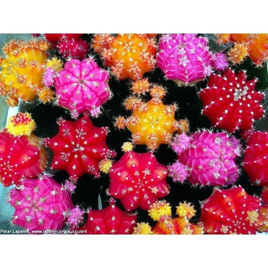 Envio Rápido Pronta Entrega sementes puras plantio ecológico Rara 200 Sementes de Mini Cactos + 200 Sementes Suculentas
