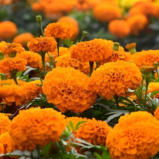 100 sementes Plantio de jardim Sementes De Calêndula 100 Unid Flores Lindas Jardim em Oferta na Shopee