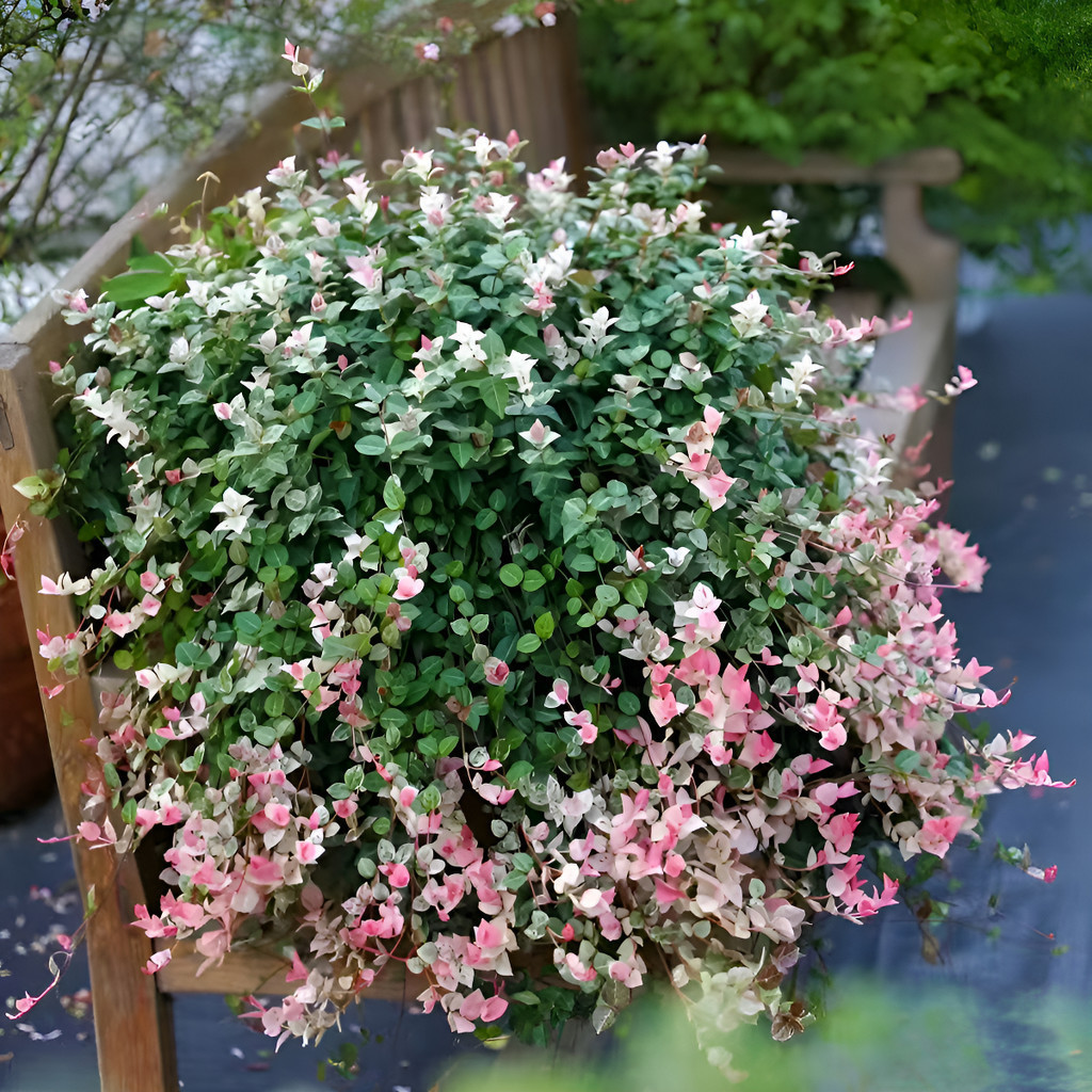 Beleza natural  Jardim Perfumado: Jasmim-manga E Gardênia
