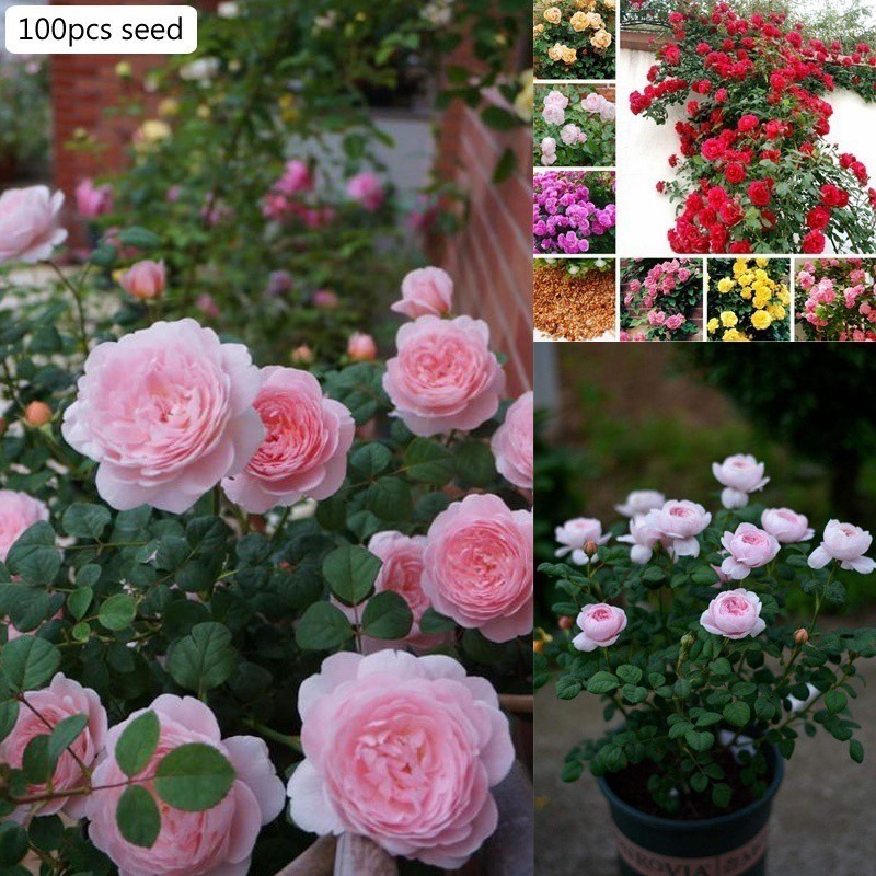 Rara 50 100 sementes de Rosa Trepadeira, Plantas Bonsai em Vaso para Exterior, Rosa Perene, Planta de Flores para H