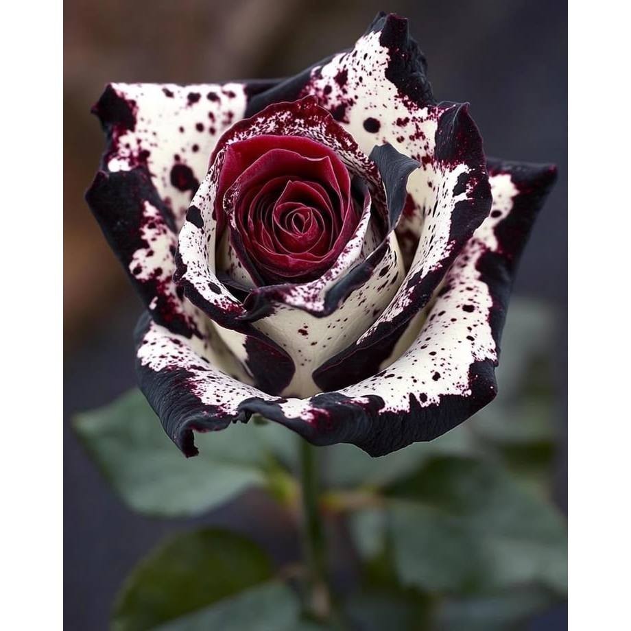 direto da natureza Rara Rosa virginiana (Rosa virgeniana) - 100 sementes com manual de cultivo