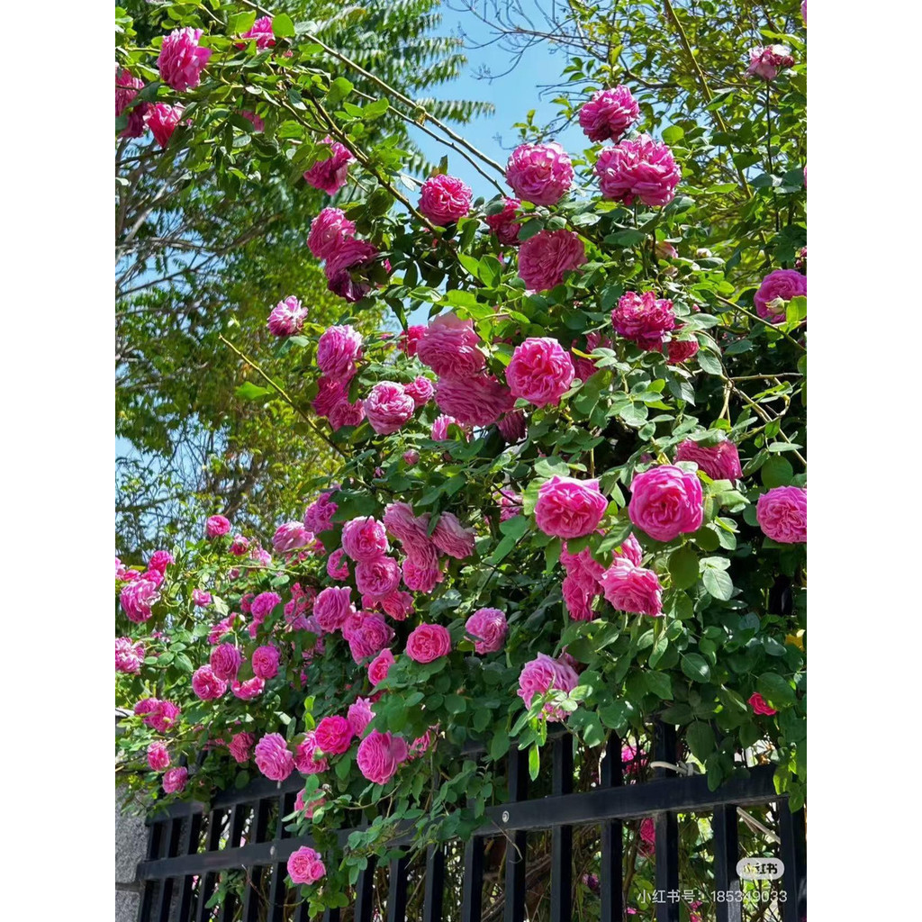Rara ambiente verde Rara 30 Sementes De Rosas Para Plantio Em Jardim A-43 A-11