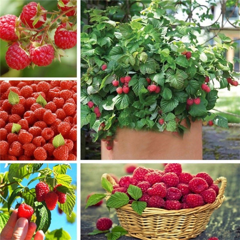 Cultivo prático pcs/saco Fruta de Framboesa Rara e Deliciosa 200 500 Sementes Jardim Doméstico Fácil de Plantar Localmen