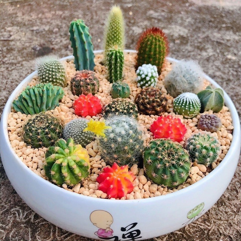 Cultivo prático Sementes de Cacto Raras Legítimas 200 500 Sementes Misturadas para Plantio e Jardinagem pcs Semente de B