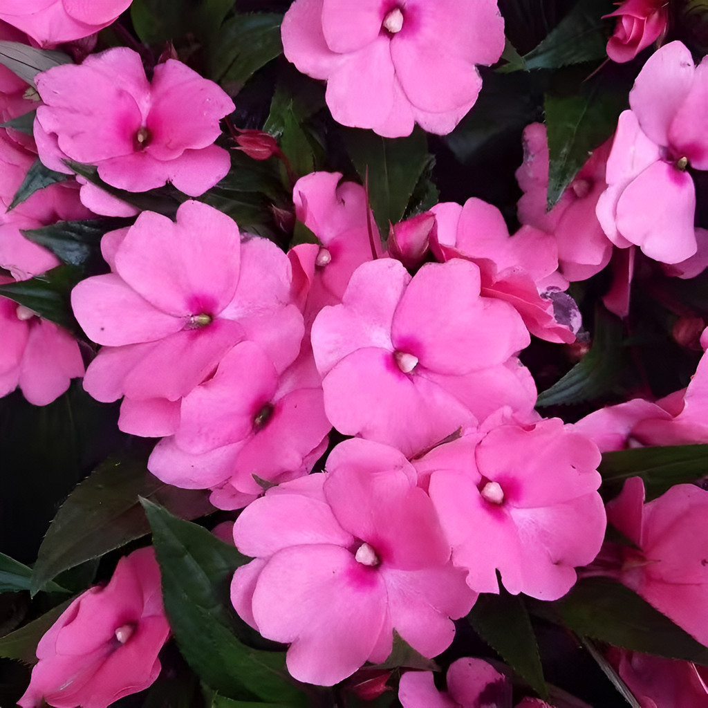 flores ornamentais 100 Sementes De Impatiens Sem Medicação planta para vaso
