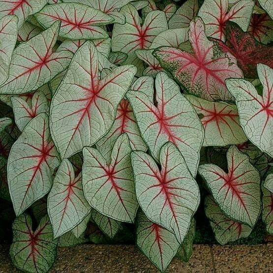 200 Bulbos de Carden Cranberry Star (Lírio/Amarílis) Para Plantio | Flor Vermelha | Envio Rápido