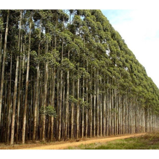 500 Sementes De Eucalipto Cloeziana - Árvore em Oferta na Shopee