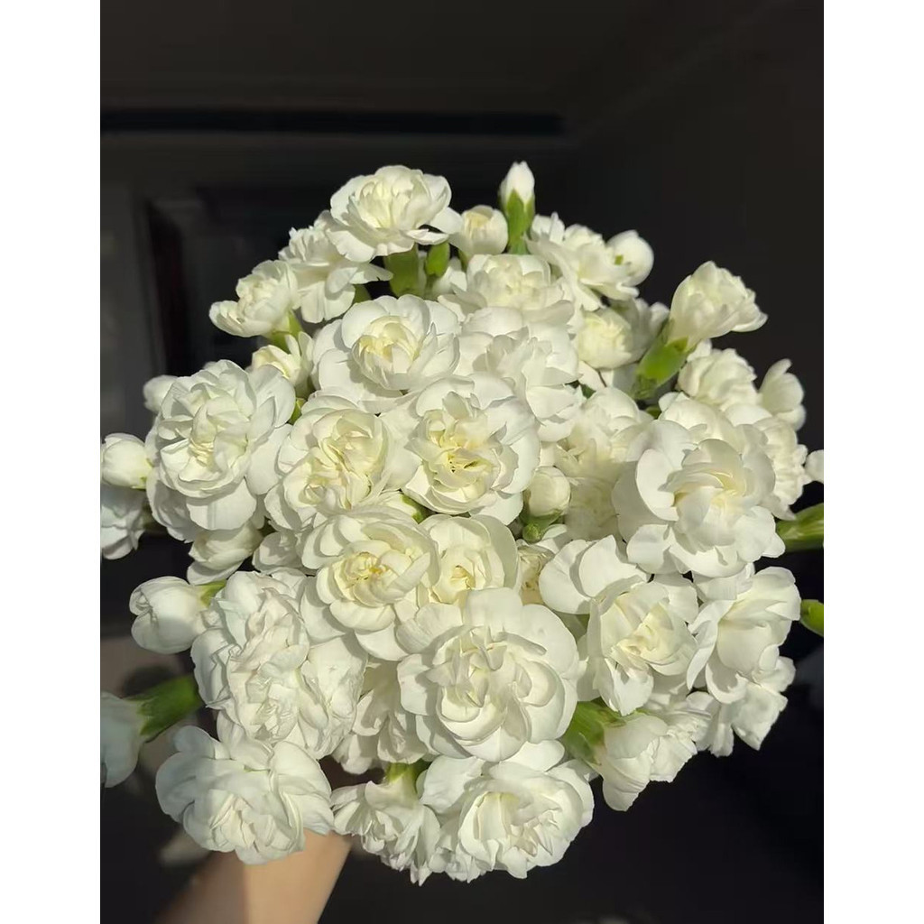 50 Sementes De Jasmim  Flores Perfumadas Para Jardim