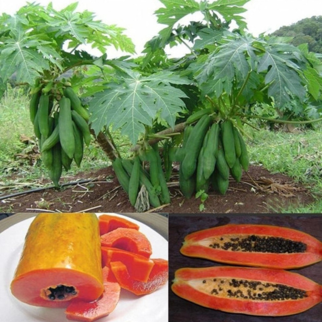 sementes premium 100 Sementes Mamão Anão Vermelho Kaek Vietnamita Vietnã Fru em Oferta na Shopee