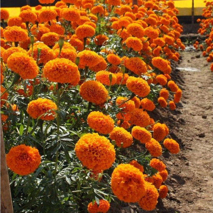 Sementes Cravo-de-Defunto Erecta Alta Dobrada em Oferta na Shopee