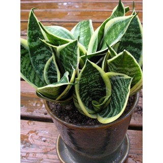 Fácil cultivo 100 sementes mini espada de sao jorge com manual de cultivo envio 24h V V em Oferta na Shopee