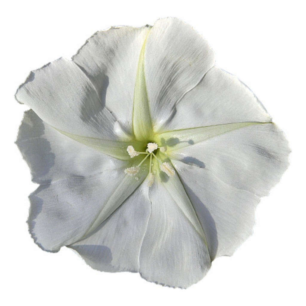 1000 Sementes Dama-da-Noite Ipomoea alba | Flor Trepadeira Jasmim-da-Lua | Fácil Plantio p/ Jardim e Cerca Viva