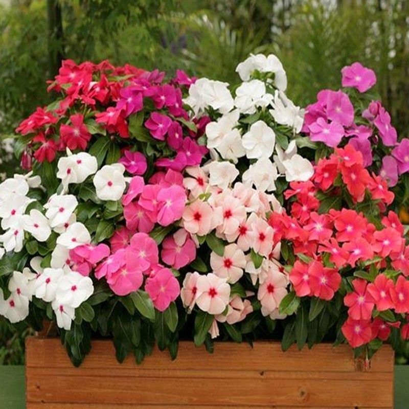 Cultivo prático PCS/PACK Vinca 200 500 Sementes-Mistura Assortida Sementes de Flor Periwinkle Vinca para Plantio/Fácil d
