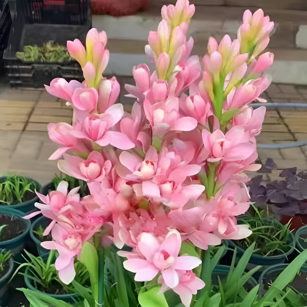 Sementes de flores de alta qualidade Tuberosa Branca - Bulbos Para Perfume E Buquês 100% plantas floridas