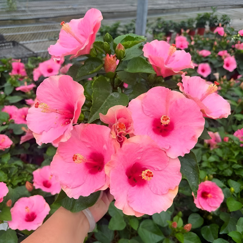50 sementes Kit Jardim Tropical: Hibisco E Bougainvillea - Mudas