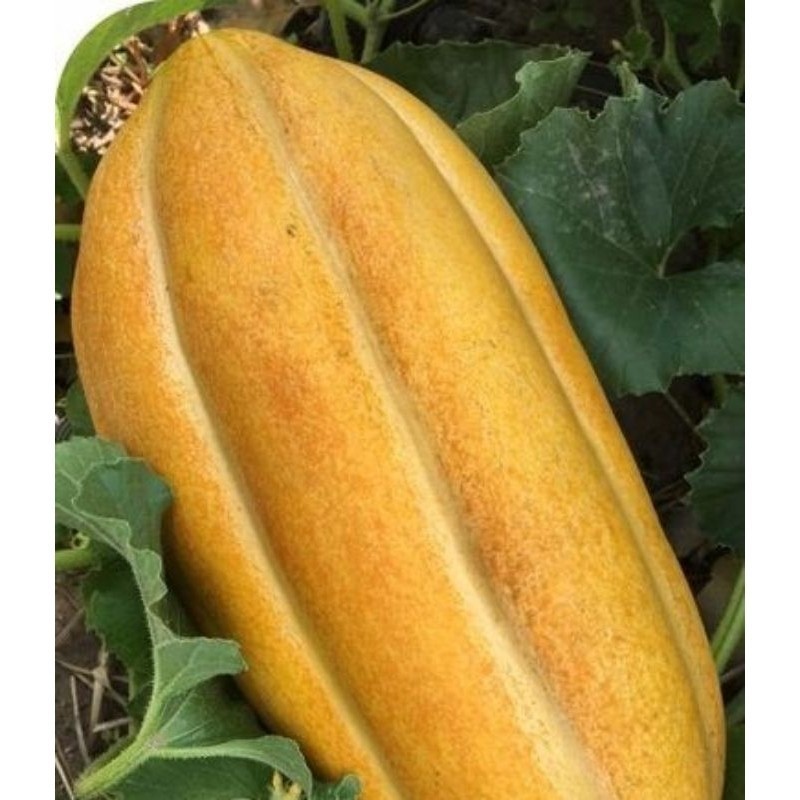 400 sementes Melão Caipira Gaúcho Perfumado e Adocicado ( Agricultura familiar ).