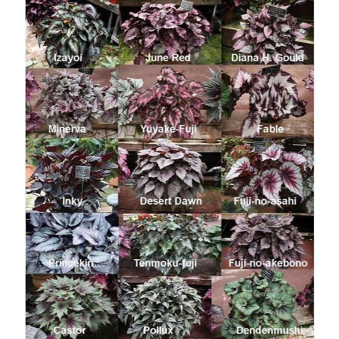 Para iniciantes Fácil cultivo 50 sementes begonias sortidas mix de especies com manual de cultivo Para iniciantes