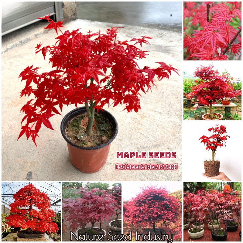 Cultivo prático Planta de Árvore de Bonsai de Maple Japonês Raro 200 500 Sementes (pcs/saco) Sementes de Maple Vermelho