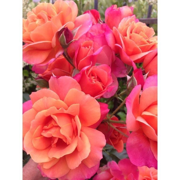 Promoção 100 sements, rosa rara libano  ,com manual de cultivo pronta entre envio imediato em 24h