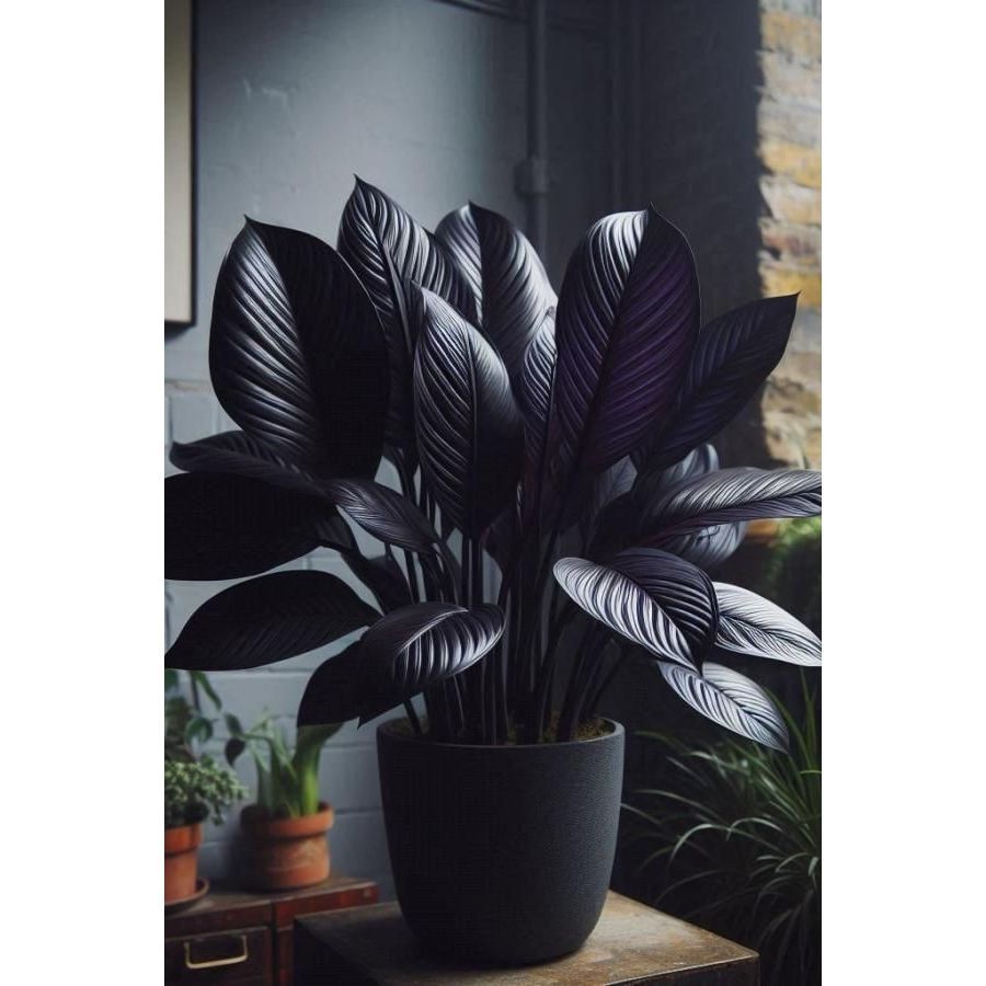 Caladium Stained Twilight 100 sementes com manual de cultivo SS
