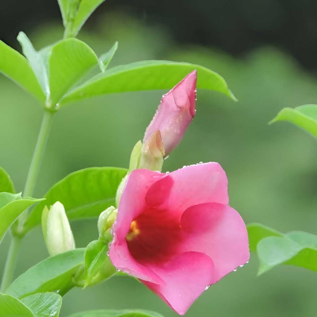 Envio rápido Alamanda Para Cerca Viva - Sementes De Crescimento Rápido Fácil cultivo