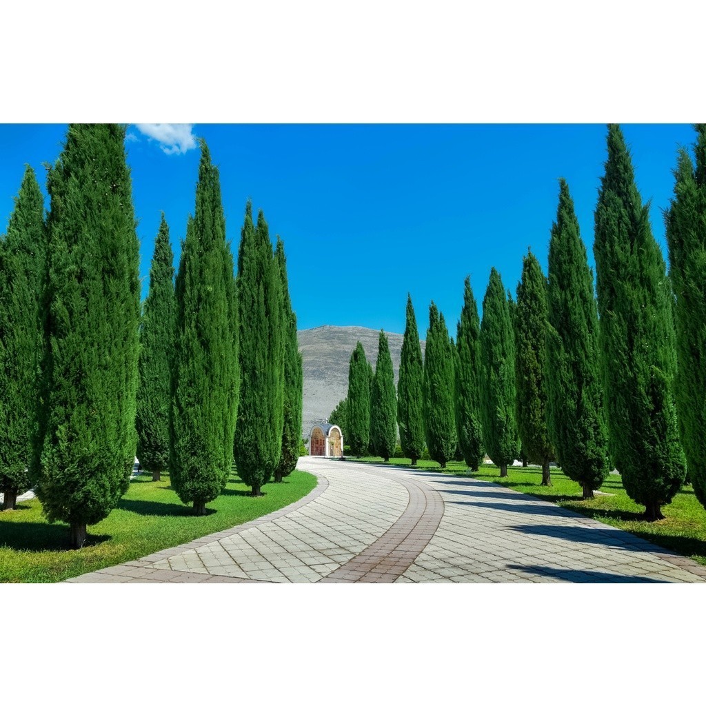 100 Sementes De Cipreste Italiano - Frete  rápido ll Liolin Garden