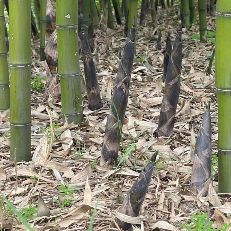 promoção ambiente verde Sementes de Bambu Gigante 50pcs | Jardim, Cerca Viva, Decoração Natural