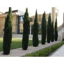 200 Sementes de Cipreste Italiano (Cupressus sempervirens) | Árvore Ornamental P/ Jardim e Cerca Viva | Envio Rápido