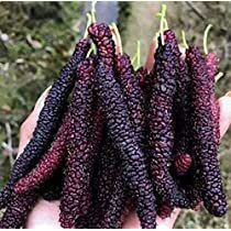 Rara 100 sements amora paquistanesa gigante com manual de cultivo V V cultivo fácil