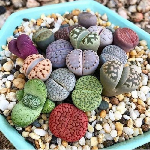Lithops Mix Pacote com 30 Sementes Cactos Pedra Suculenta Garden Mania sementes organicas