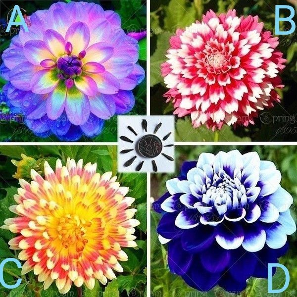 Cultivo prático Pçs/saco Dahlia, cores de flores de dália, 50 100 sementes para jardim caseiro DIY