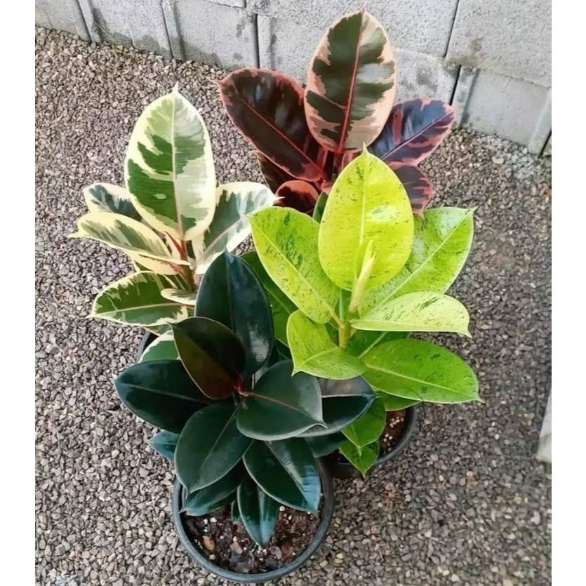 A PROMOÇÃO ENVIO SUPER RÁPIDO zamiocuca mix 4 especies 100 sementes com manual de cultivo II T1 C