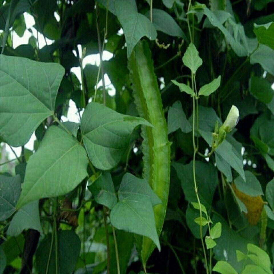 200 500 Sementes de Feijão Asa de Alto Rendimento para Plantio (Peças Frescas) F Híbrido Longo Sigarilyas em Oferta na Shopee