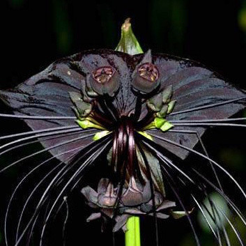 EXCLUSIVO 100 semente da flor do morcego tacca negra ll Premium EXCLUSIVO germinação rápida
