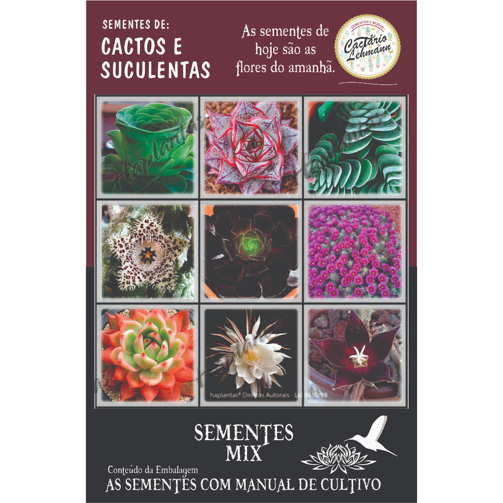 500 Sementes Mini Suculentas cactos Raros Sementes ++ manual de plantio sementes organicas