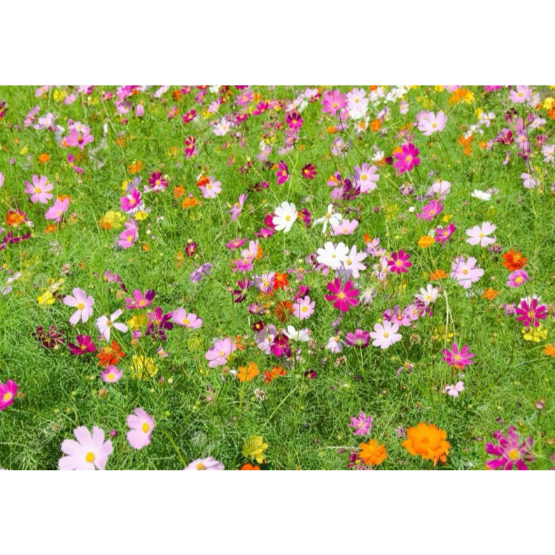 100 Sementes De Flor Cosmos Cores Sortidas Flores Vasos em Oferta na Shopee